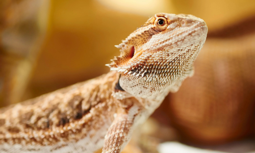 Dragon barbu est un lézard solitaire