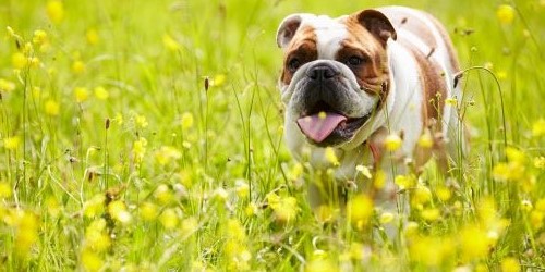 Engelse bulldog loopt speels door grasveld met bloemen