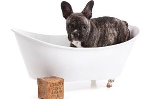 Franse Bulldog in bad.