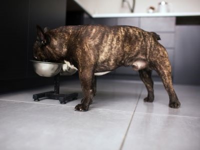 Volwassen Franse Bulldog eet uit eetkom op staander.
