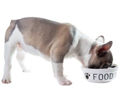 Franse Bulldog puppy eet uit een witte eetkom.