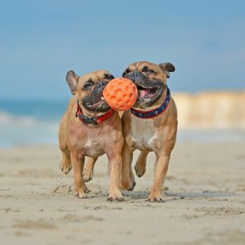 Twee Franse Bulldogs spelen samen met bal op het strand, speelgoed voor kleine hondenrassen.