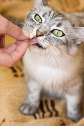 grijze kat neemt een pil 
