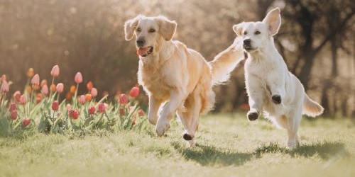 Grote honden rennen buiten en tonen hun behoefte aan ruimte en beweging