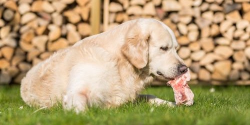 Grote hond krijgt een vleessnack als beloning en verwenmoment