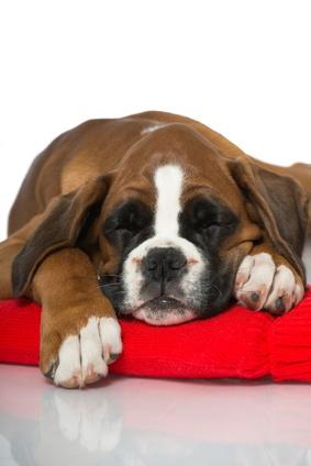 Hoe wordt ehrlichiose bij honden vastgesteld? en hoe voorkom je het?