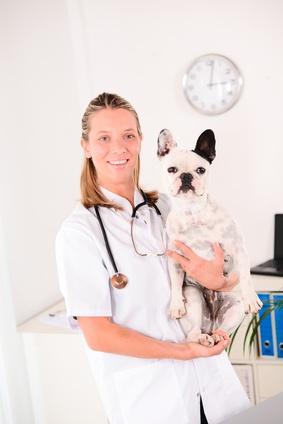 Hoe bescherm je jouw hond tegen leishmaniasis?