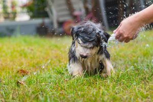 Puppy husky krijgt wasbeurt in de tuin