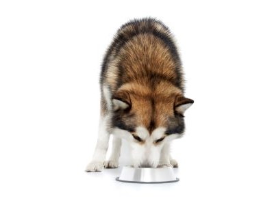 Volwassen Siberische Husky eet gezonde hondenbrokken