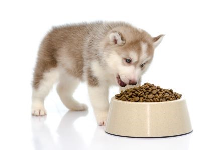 Siberische Husky puppy eet puppyvoeding