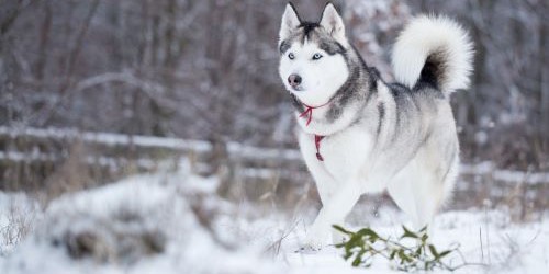 Siberische Husky wandelt in de sneeuw