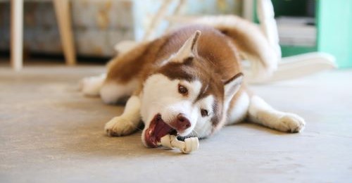 Siberische Husky kauwt op kauwbeen om tandplak tegen te gaan
