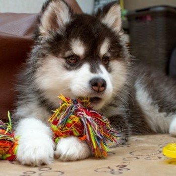 Puppy Siberische husky knabbelt aan trektouw om tandjes te verzorgen