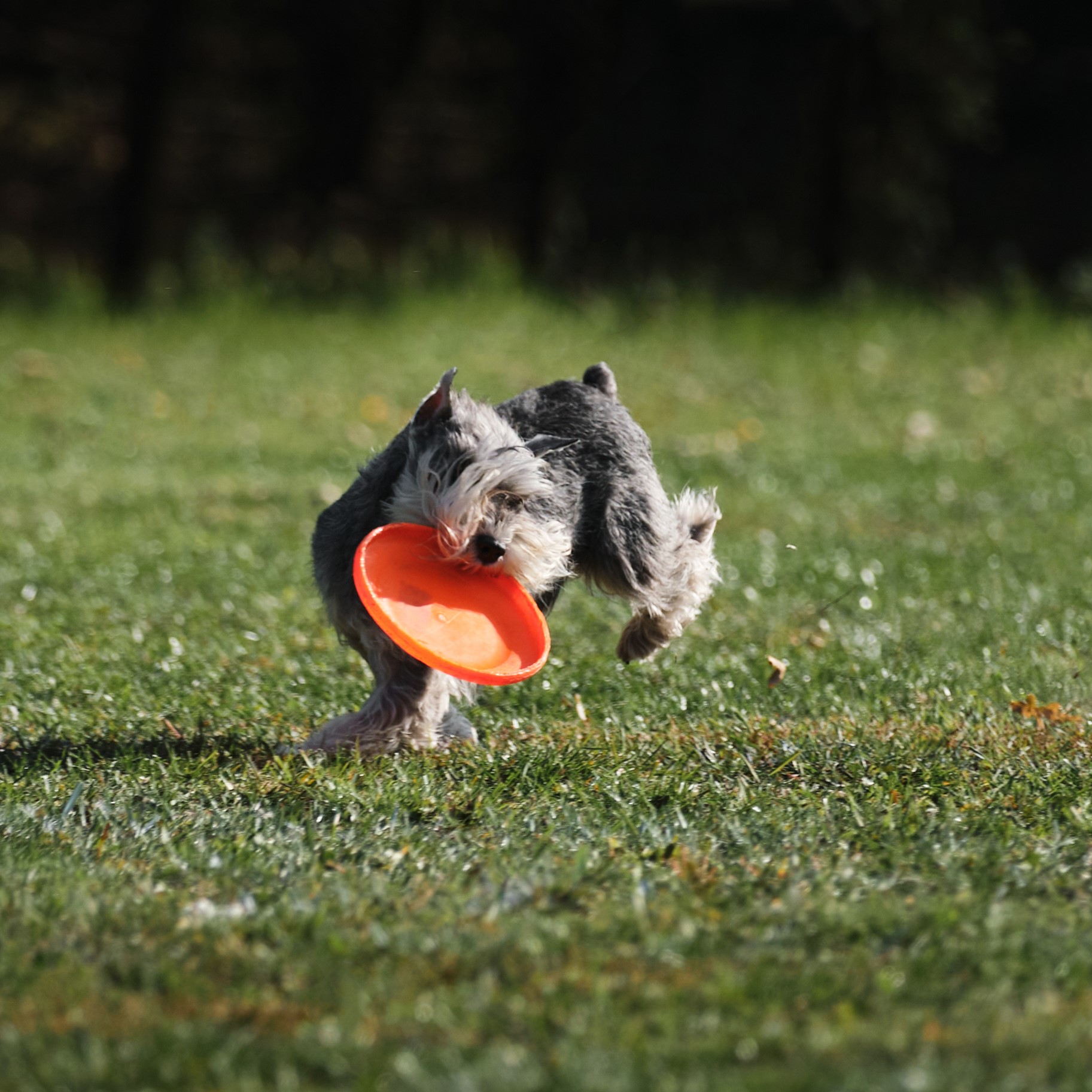 Schnauzer rent enthousiast achter een frisbee voor spel en mentale uitdaging