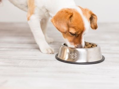 Puppy van een klein hondenras eet brokjes uit een voerbak, met aangepaste voeding.