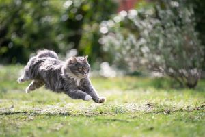 Maine Coon buiten aan het rond rennen en spelen 