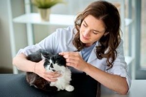 Zwart-witte kat op controle bij dierenarts