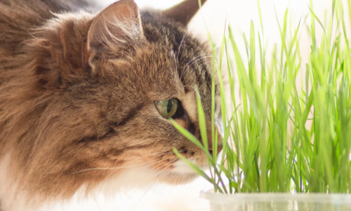Kat knabbelt aan kattengras