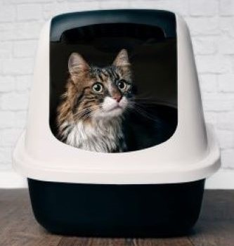 Maine Coon in een witte kattenbak 