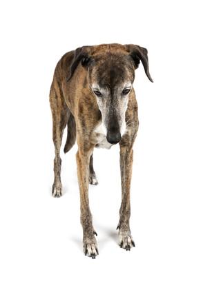 Hoe kennelhoest bij uw hond opsporen en behandelen.