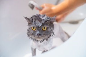 Britse korthaar wordt gewassen in bad