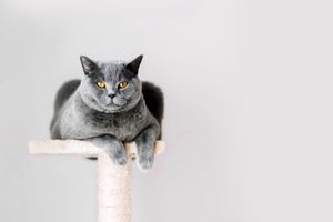 Britse korthaar binnenhuis op een krabpaal