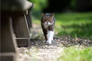 Britse korthaar buiten aan het jagen of spelen