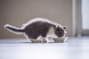 Britse korthaar als kitten aan het drinken van melk