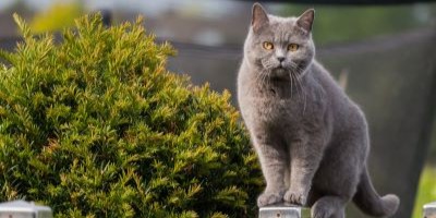 Karakter trekken van een Britse korthaar