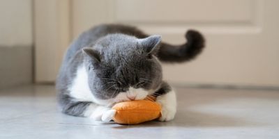 Britse korthaar aan het spelen met een speelgoed muisje