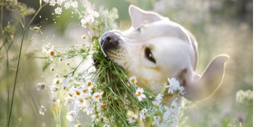 labrador met bloemen in zijn bek 