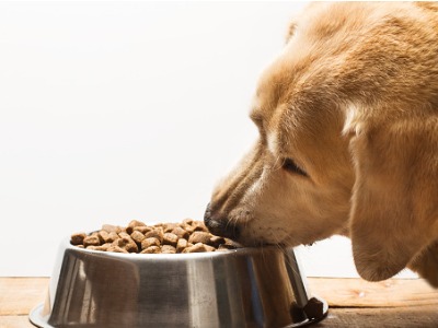 labrador als volwassen hond aan het eten van korrels 