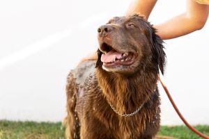 bruine labrador wordt gewassen