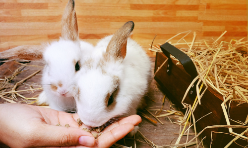Granulés pour lapins