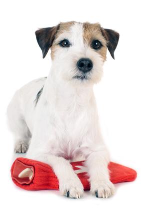 Hoe herken je symptomen van leptospirose bij een hond