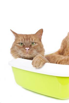 symptomen van leukemie bij katten