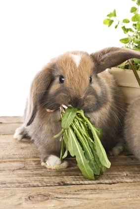 Pellets voor konijnen