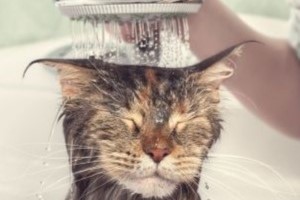Maine Coon wordt gewassen in bad