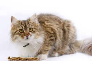 Maine Coon als volwassen kat aan het eten