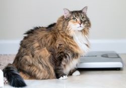 volwassen kat zit naast weegschaal