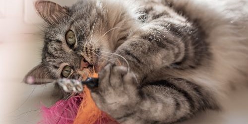Maine Coon aan het spelen met speelgoed muis