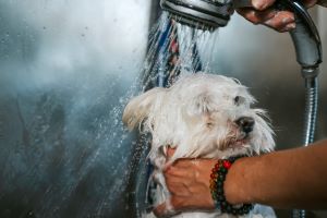 Maltezer wordt gewassen in de douche