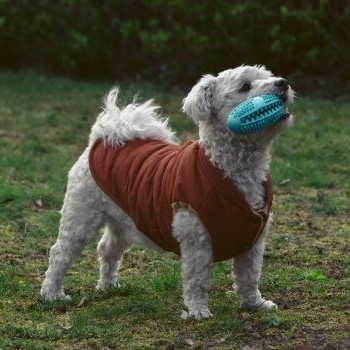 Maltezer speelt in de tuin met kauwspeelgoed