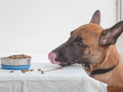 Mechelse Herder likt zijn snuit boven een tafel met brokjes, gericht op hondenvoeding.
