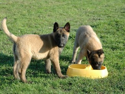 aanpassen Raad eens werkgelegenheid Mechelse herder - Hondenrassen | Pharmapets