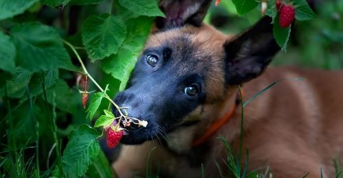 Mechelse Herder snuffelt buiten aan een framboos aan de struik, nieuwsgierig naar gezonde snack.