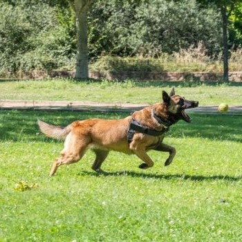 Mechelse Herder loopt buiten met open bek richting bal, klaar om deze te vangen.