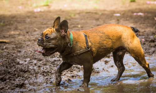 Onvoorziene omstandigheden Onaangenaam Mogelijk Je hond wassen: tips & tricks van onze dierenarts!