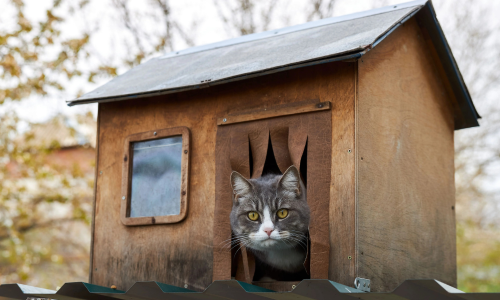 Niche Isolée Pour Chat Extérieur – 3 Tailles, Tissu Oxford Imperméable, Tapis Inclus, Pour Jardin Ou Voyage - 5