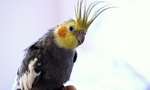 La perruche calopsitte fait partie de la famille